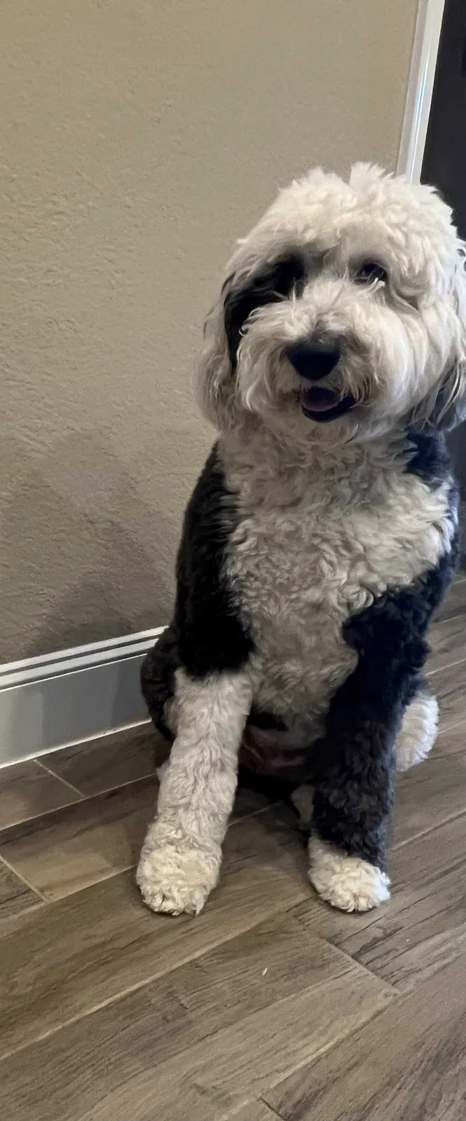 Lost dog in Spring, TX, 77380
