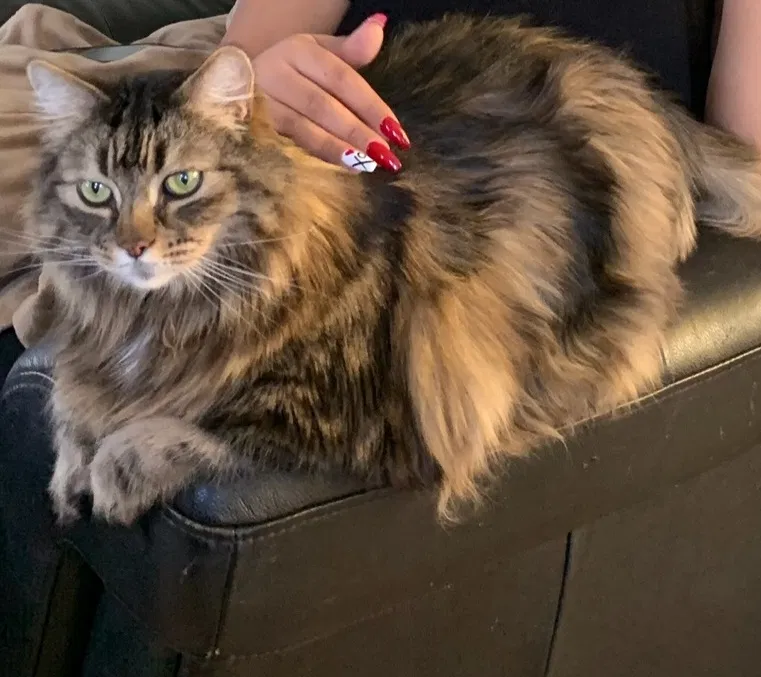 Lost cat in Canton, OH, 44709