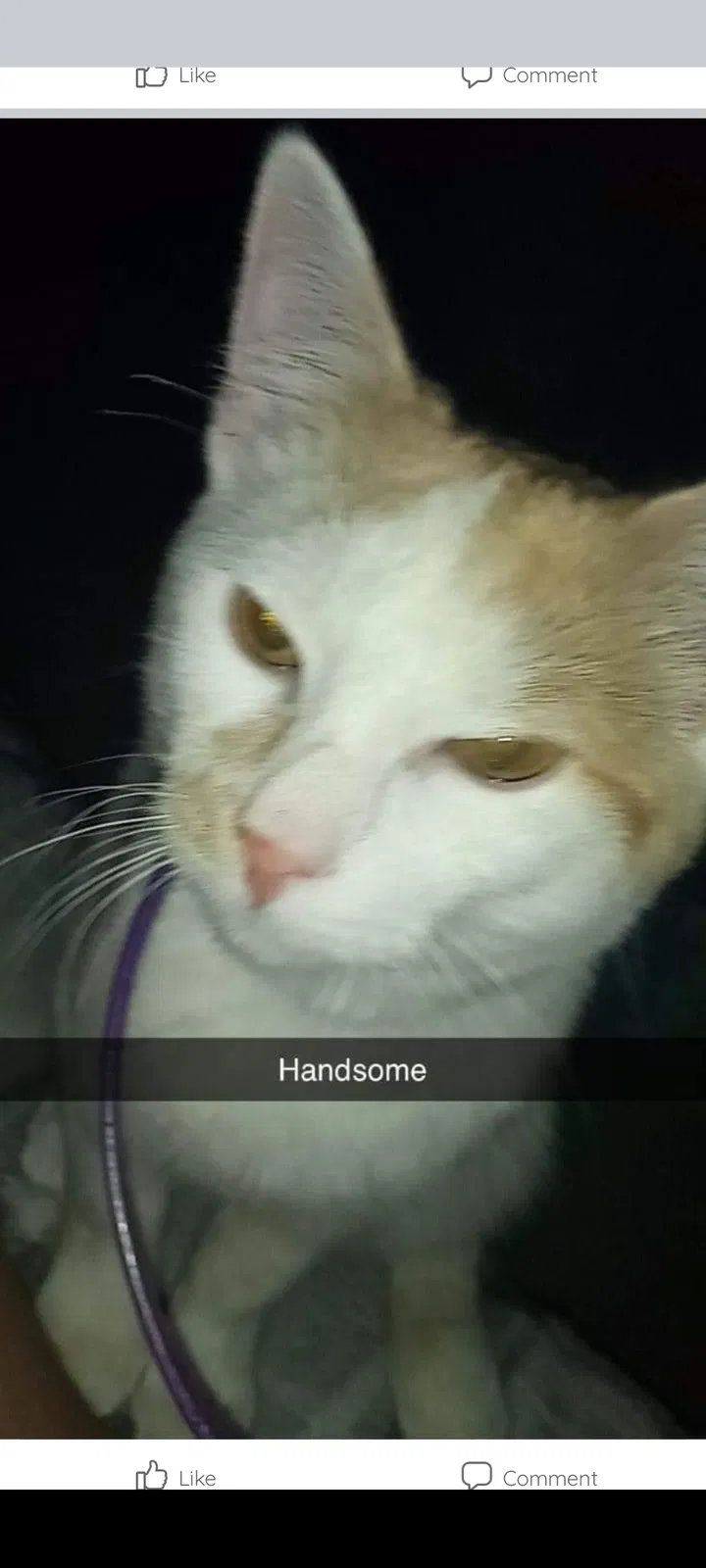 Lost cat in Albuquerque, NM, 87110