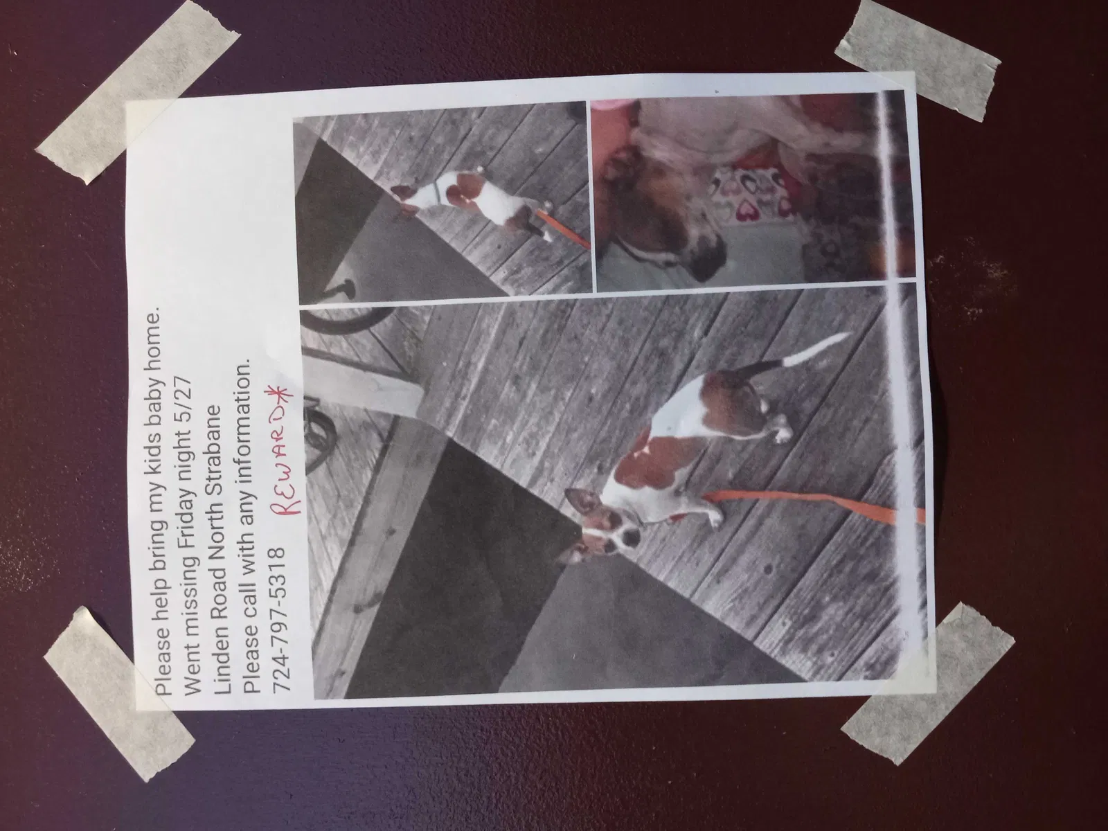Lost dog in Canonsburg, PA, 15317