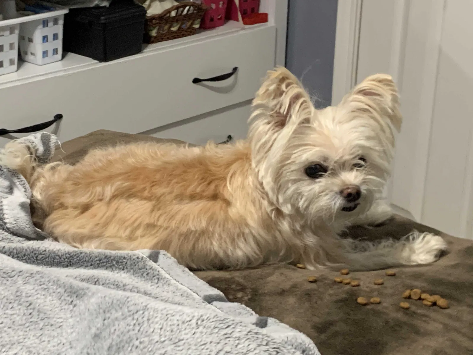 Lost dog in Mansfield, TX, 76063