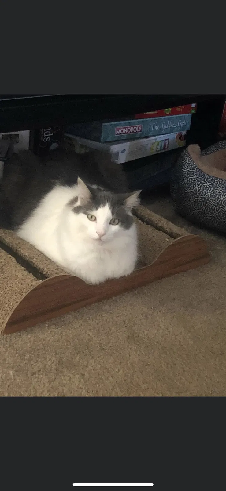 Lost cat in Murfreesboro, TN, 37130