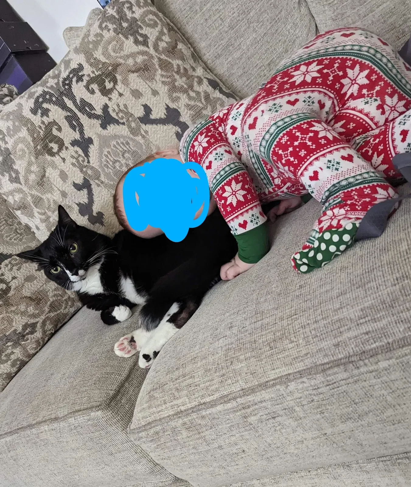 Lost cat in Louisville, KY, 40229