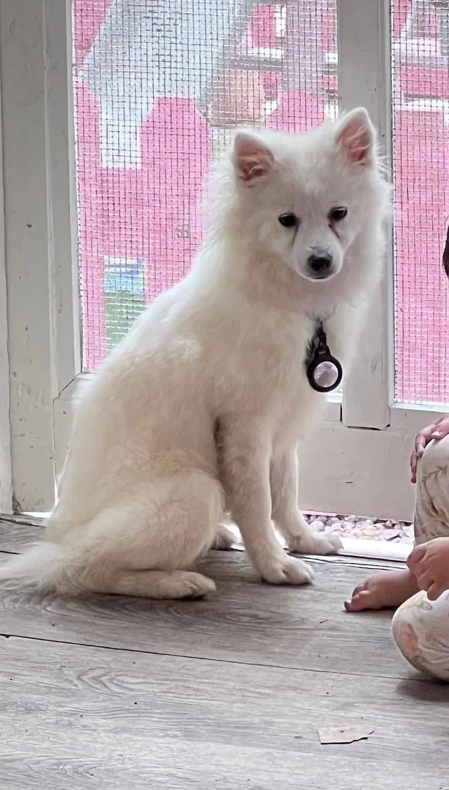 Lost dog in Covington, LA, 70433