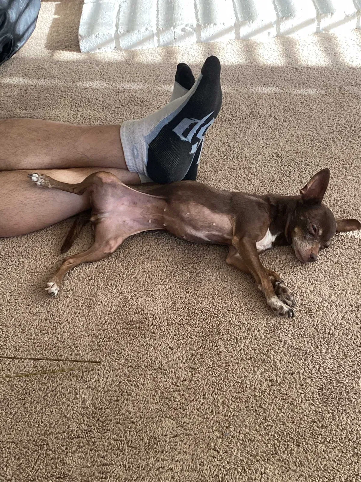 Lost dog in Hesperia, CA, 92344