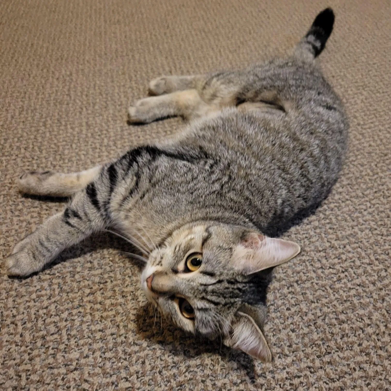 Lost cat in Englewood, NJ, 7631