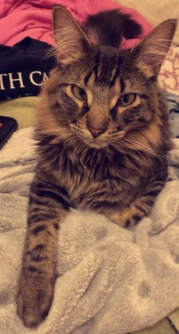 Lost cat in Denver, CO, 80204