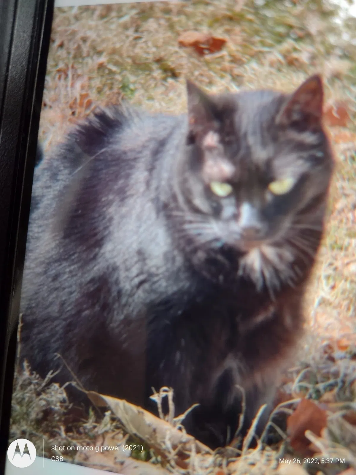 Lost cat in Coatesville, PA, 19320