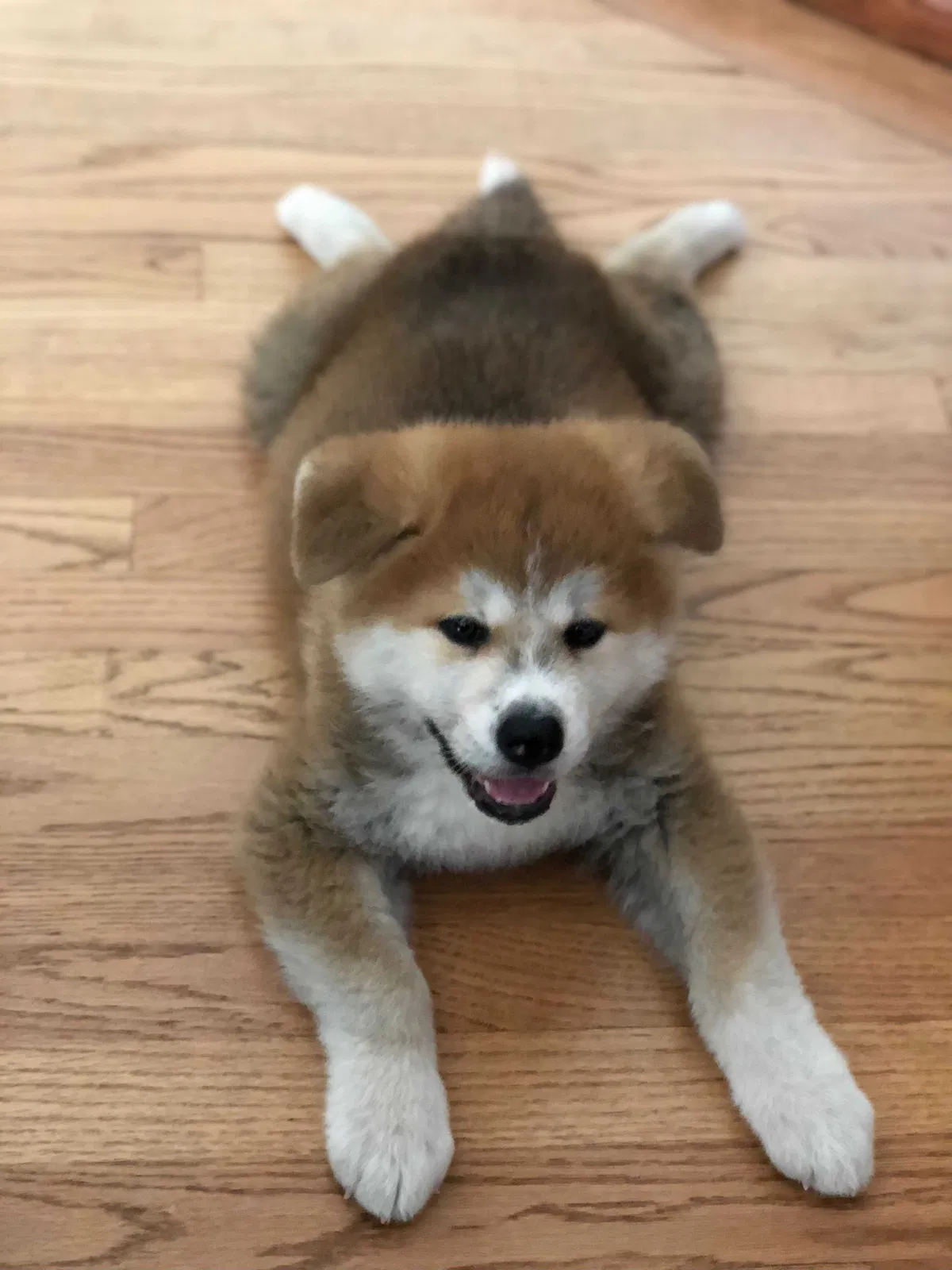 Lost dog in Sunnyvale, CA, 94087