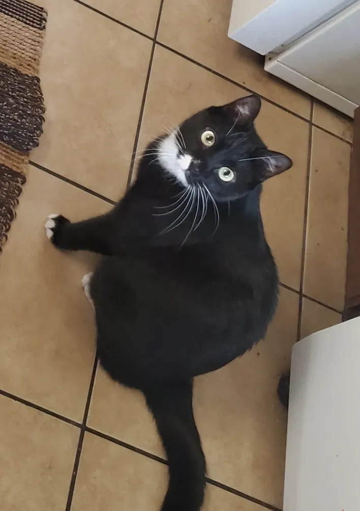Lost cat in Palmdale, CA, 93550