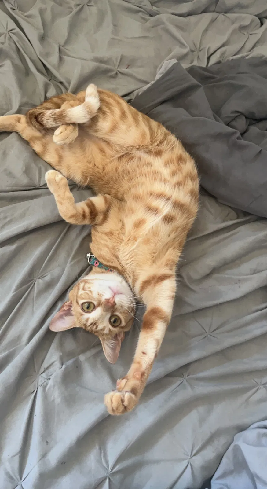 Lost cat in Buena Park, CA, 90620