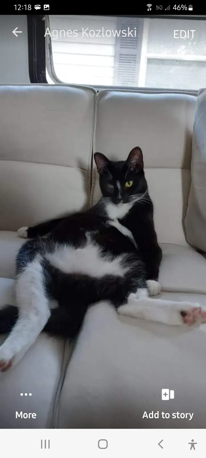 Lost cat in Groveland, FL, 34736