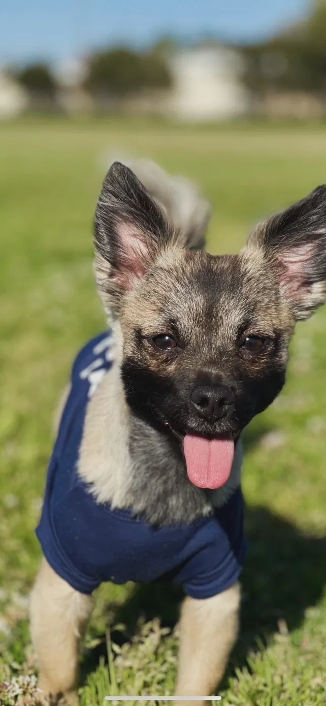 Lost dog in Murrieta, CA, 92563