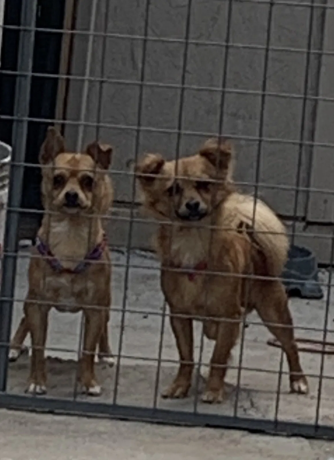 Lost dog in Fillmore, CA, 93015