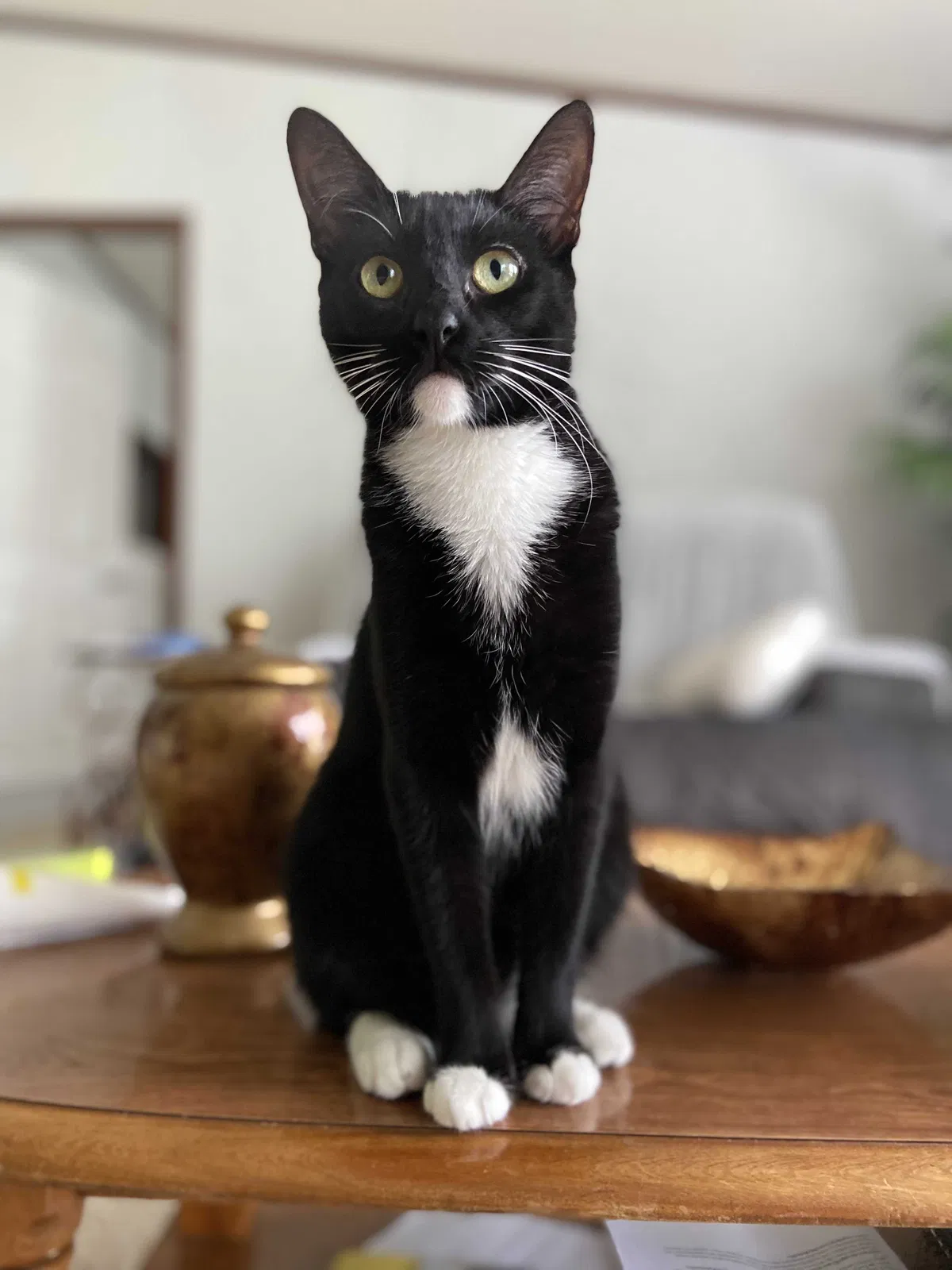 Lost cat in Conroe, TX, 77302