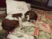 Lost dog in Lafayette, TN, 37083