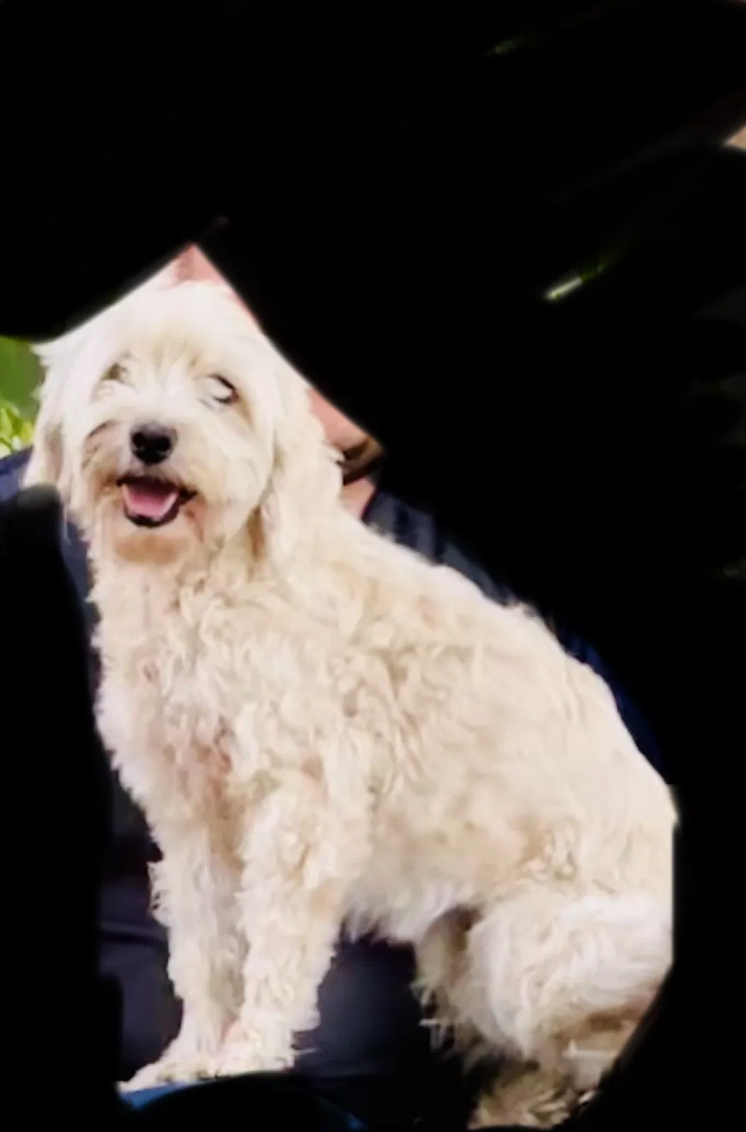 Lost dog in San Antonio, TX, 78251