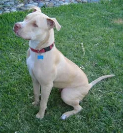 Lost dog in Rio Linda, CA, 95673