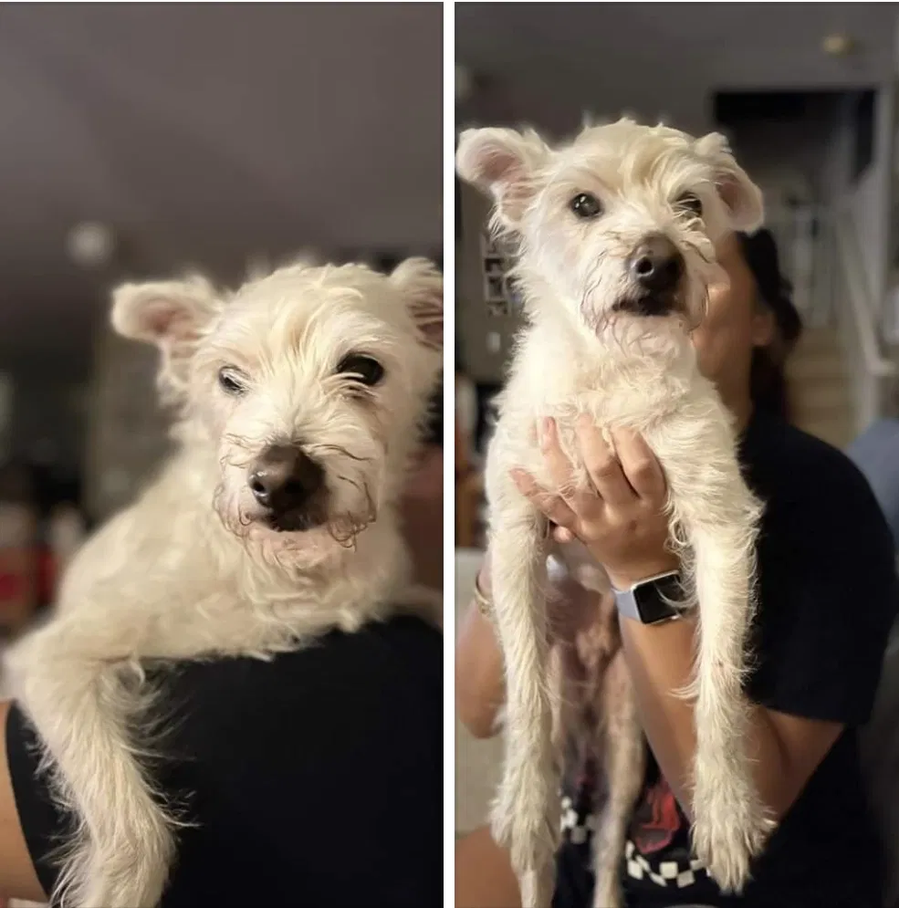 Lost dog in Ewa Beach, HI, 96706