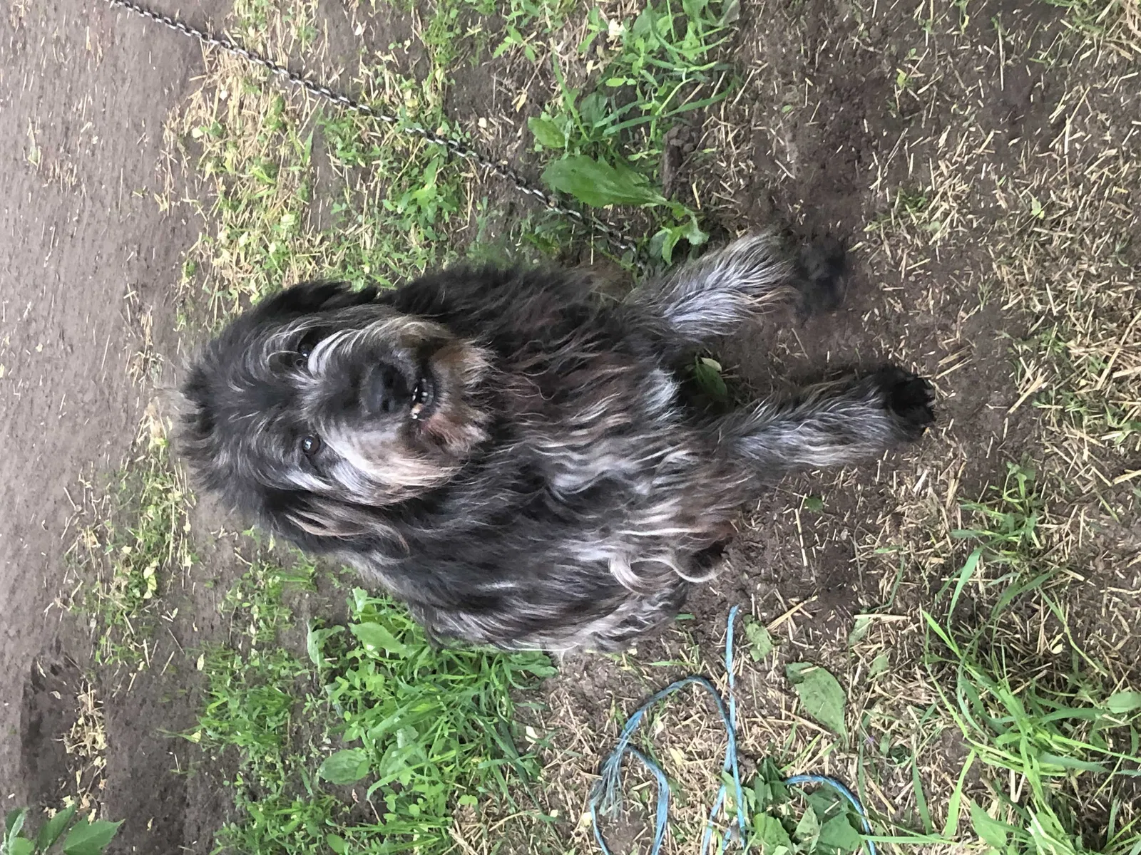 Lost dog in Coleman, MI, 48618