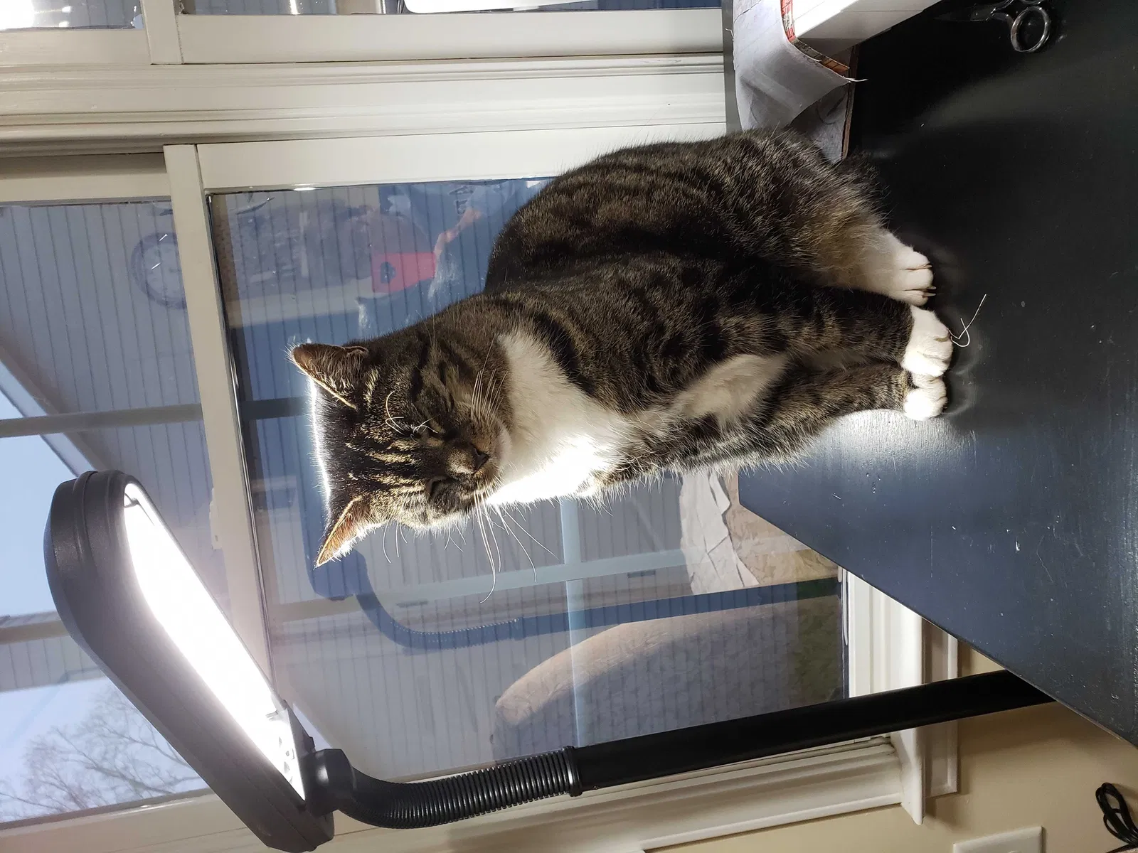 Lost cat in Stone Mountain, GA, 30083