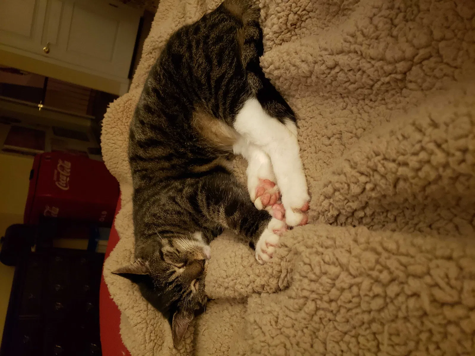 Lost cat in Pine Lake, GA, 30072