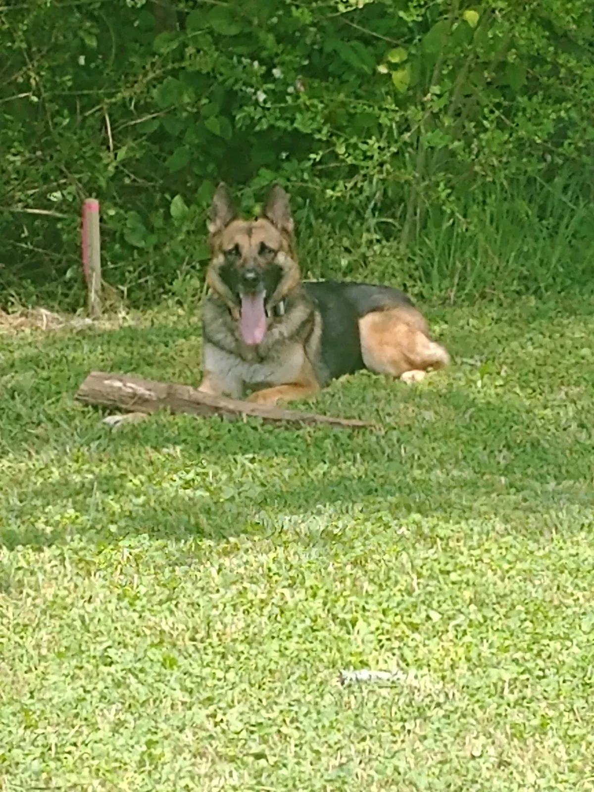 Lost dog in Athens, TN, 37303
