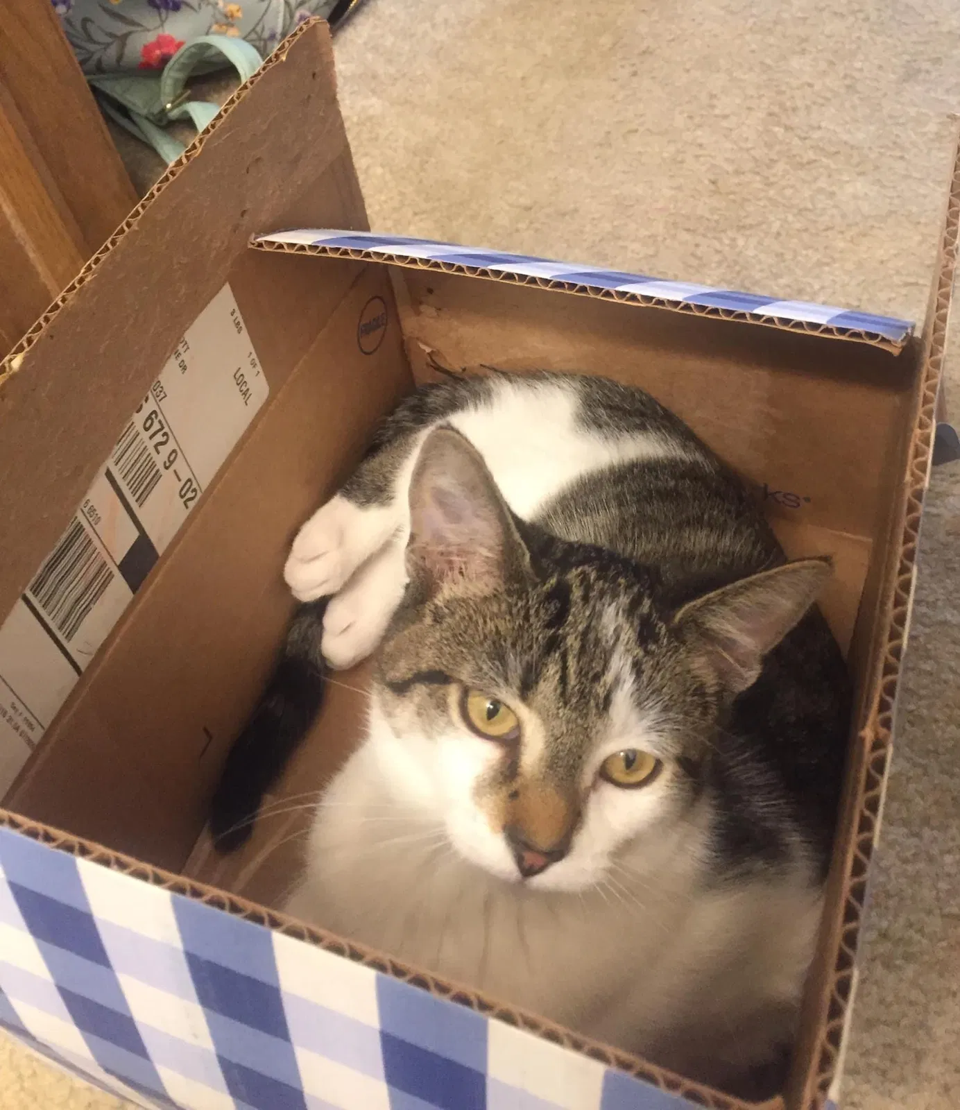 Lost cat in Derby, KS, 67037