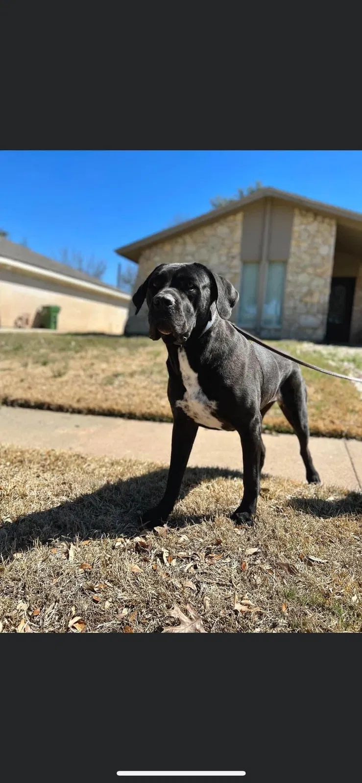 Lost dog in Argyle, TX, 76226
