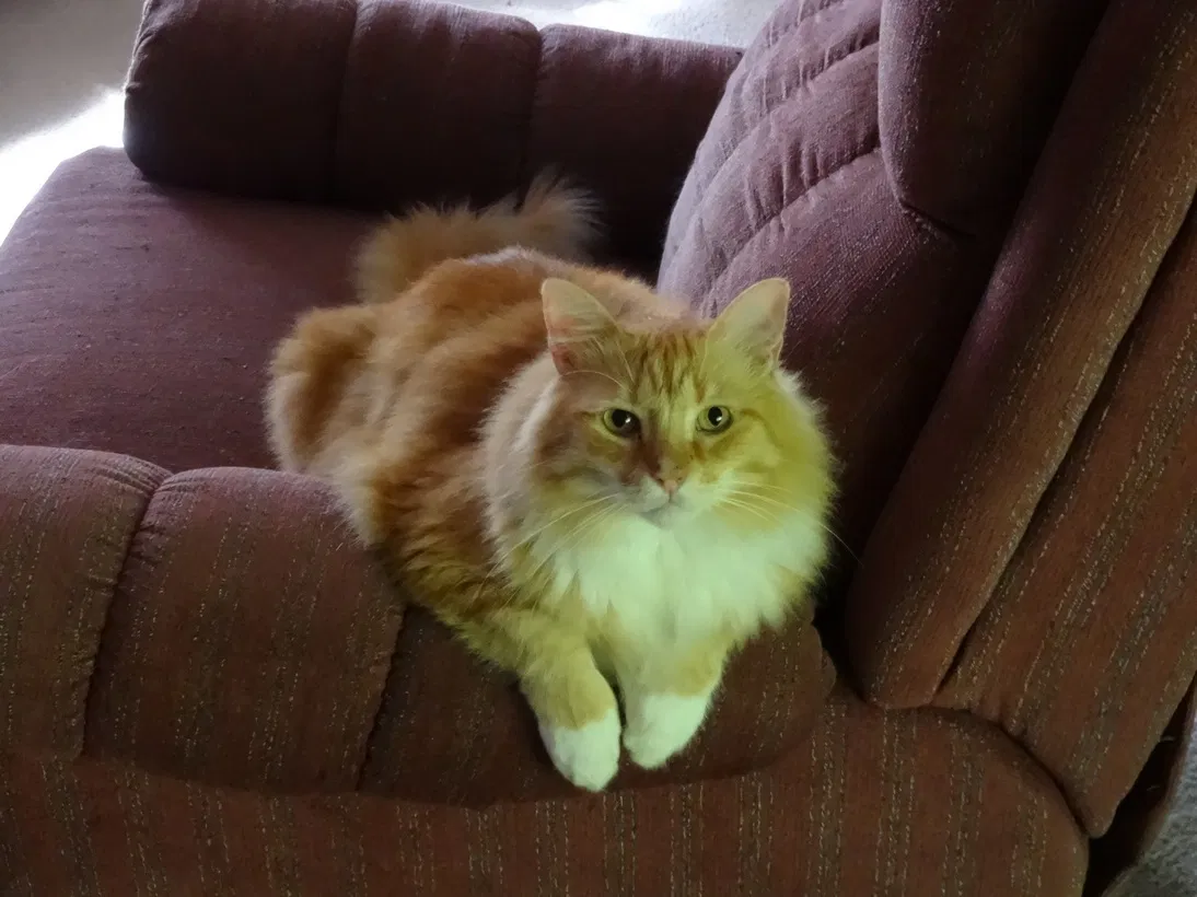 Lost cat in Shawnee, KS, 66203