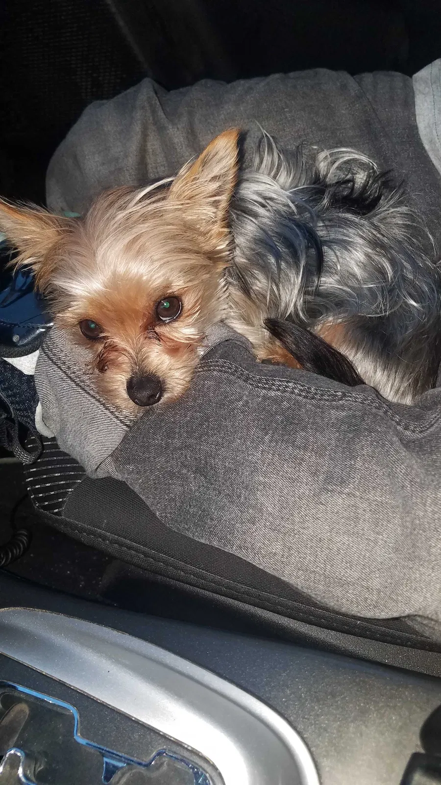Lost dog in Sacramento, CA, 95824