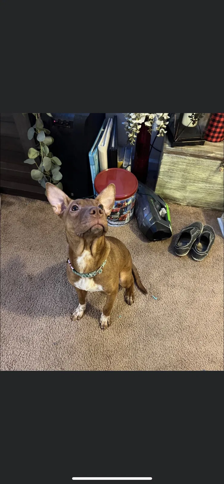 Lost dog in Springfield, MO, 65807