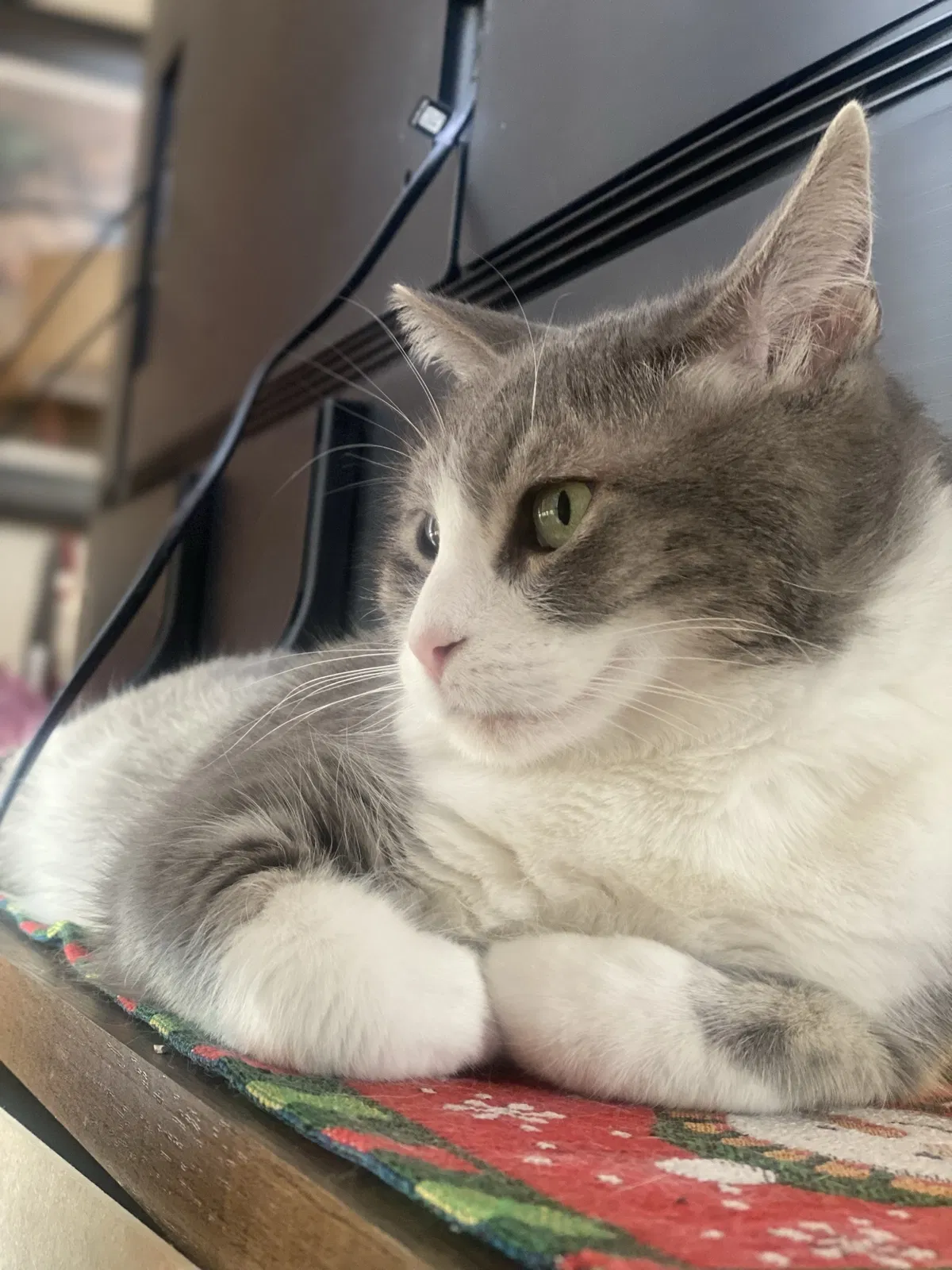 Lost cat in Pueblo, CO, 81003