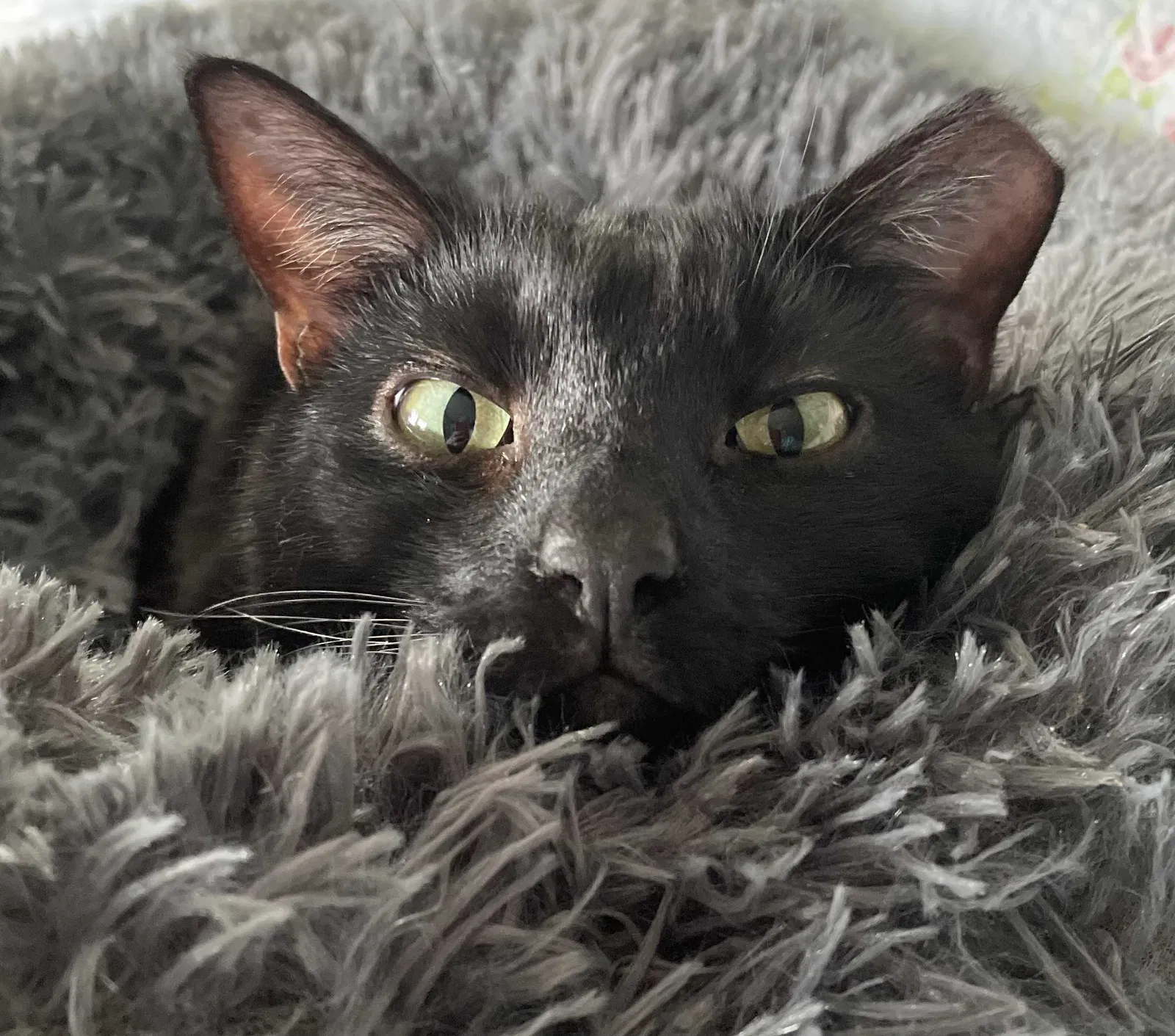 Lost cat in Chillicothe, OH, 45601