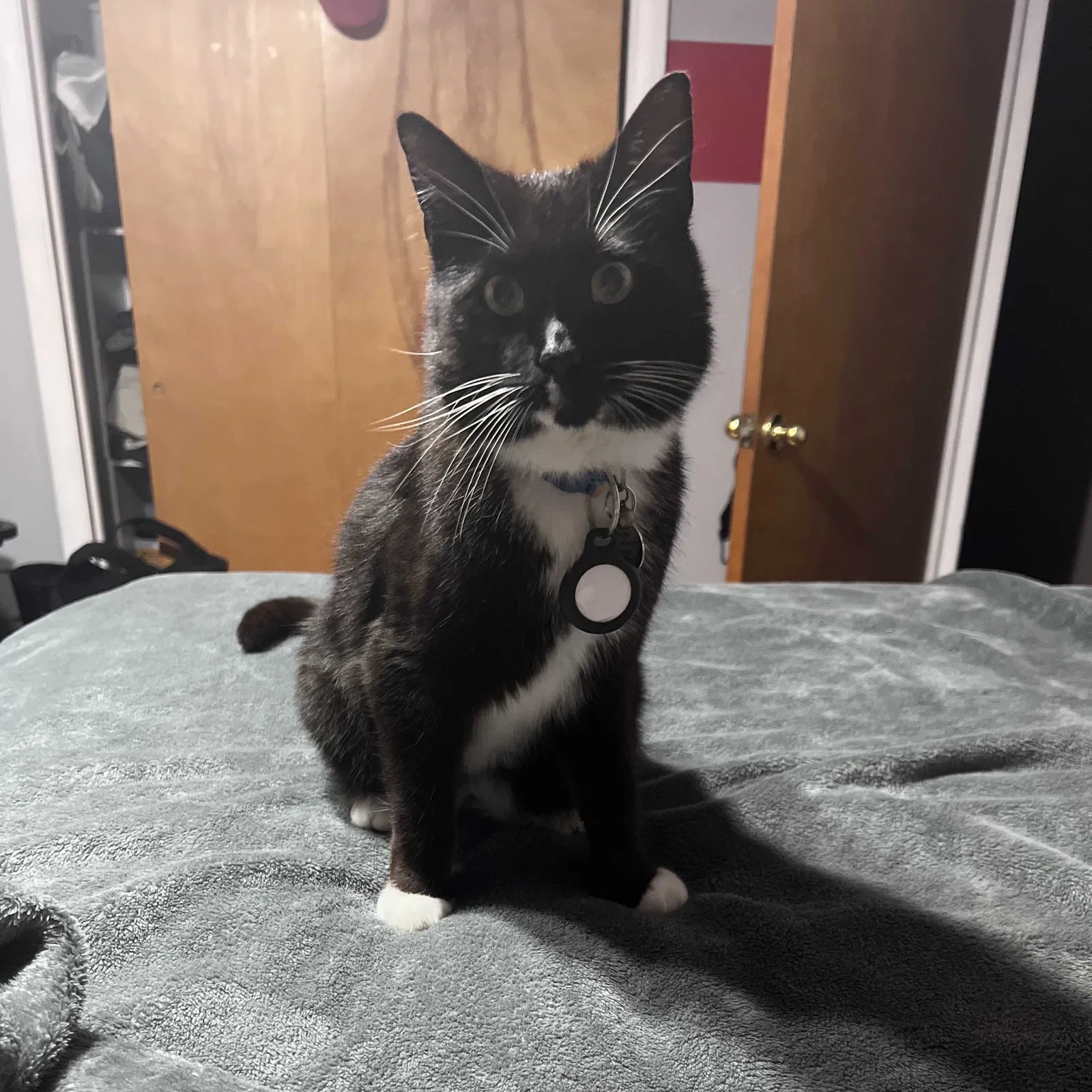Lost cat in East Stroudsburg, PA, 18301