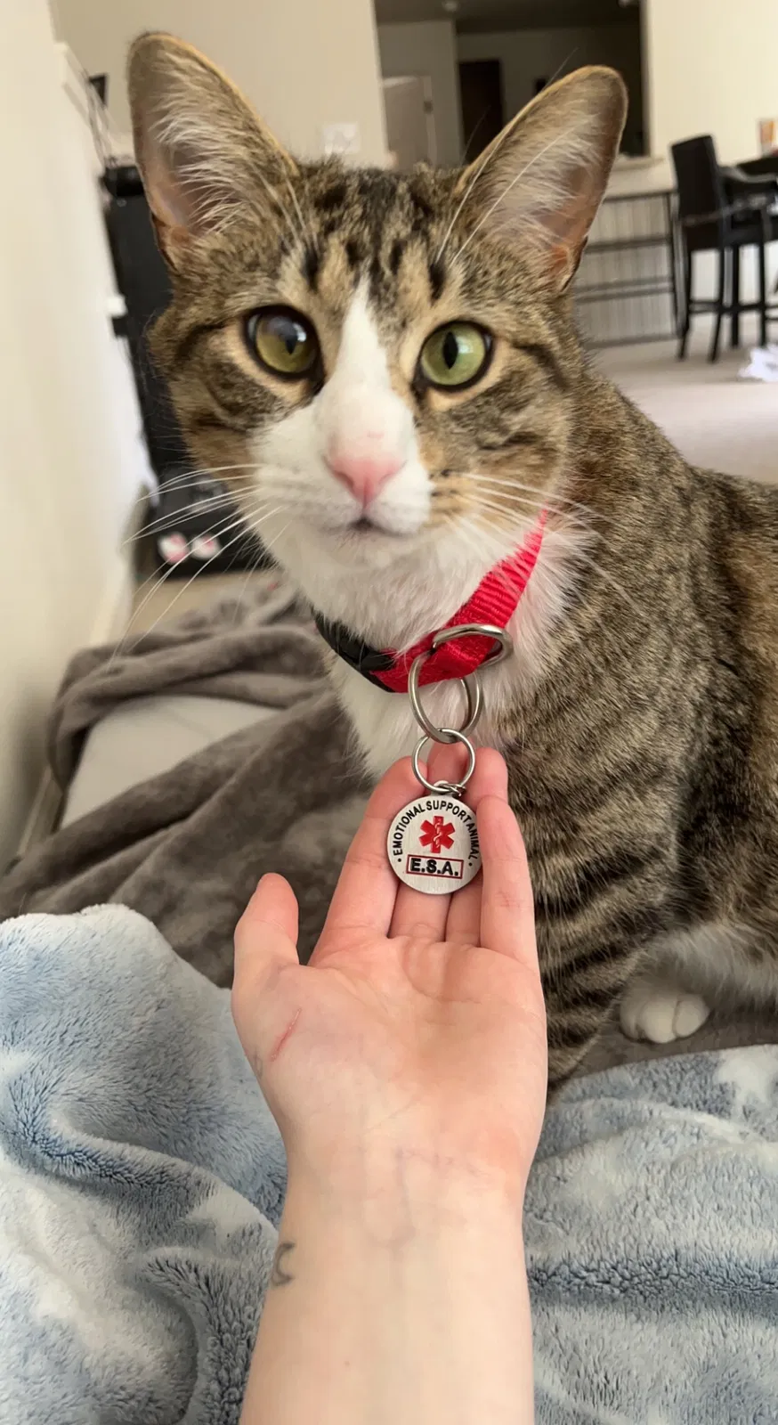 Lost cat in Greenwood, IN, 46143