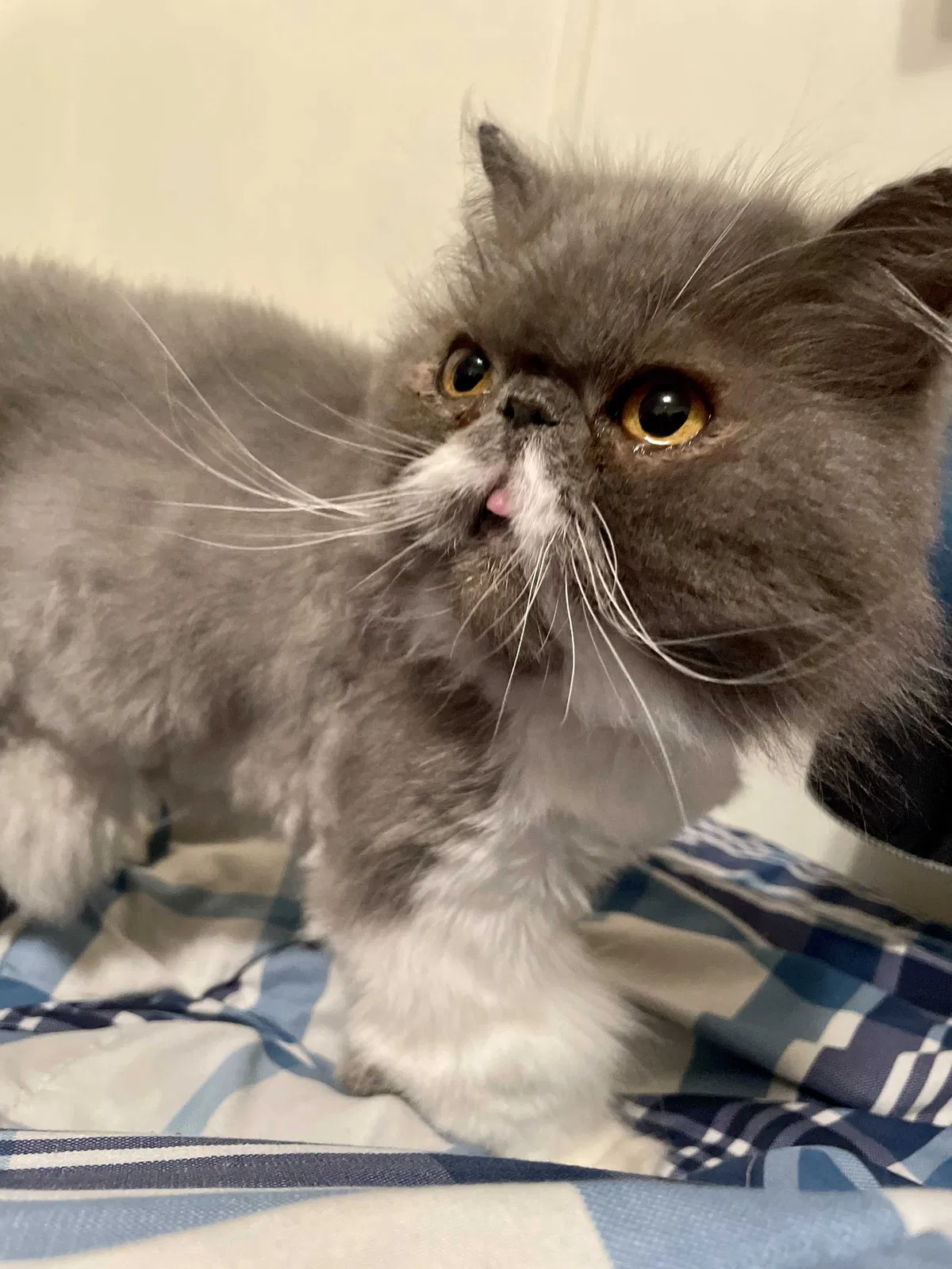Lost cat in Fort Lauderdale, FL, 33325