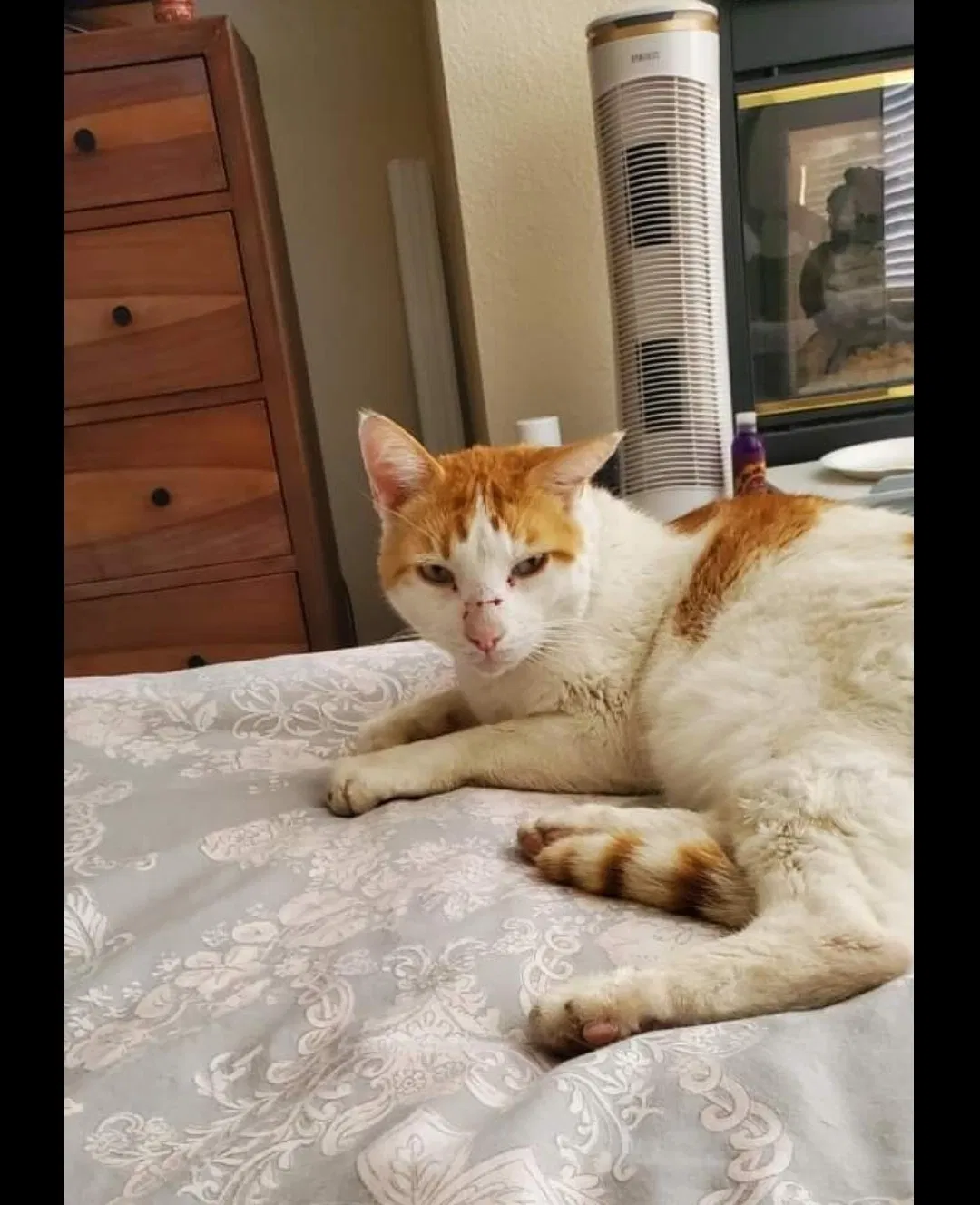 Lost cat in Murrieta, CA, 92562