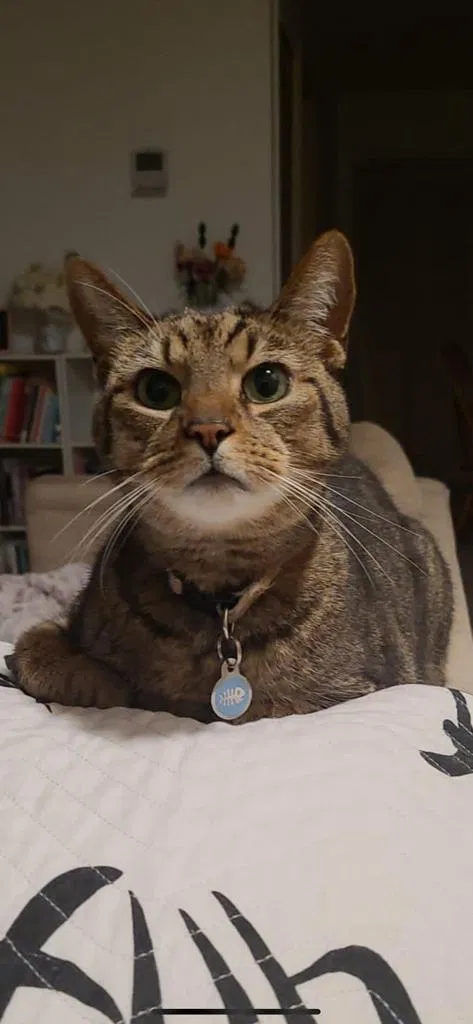 Lost cat in Titusville, FL, 32780