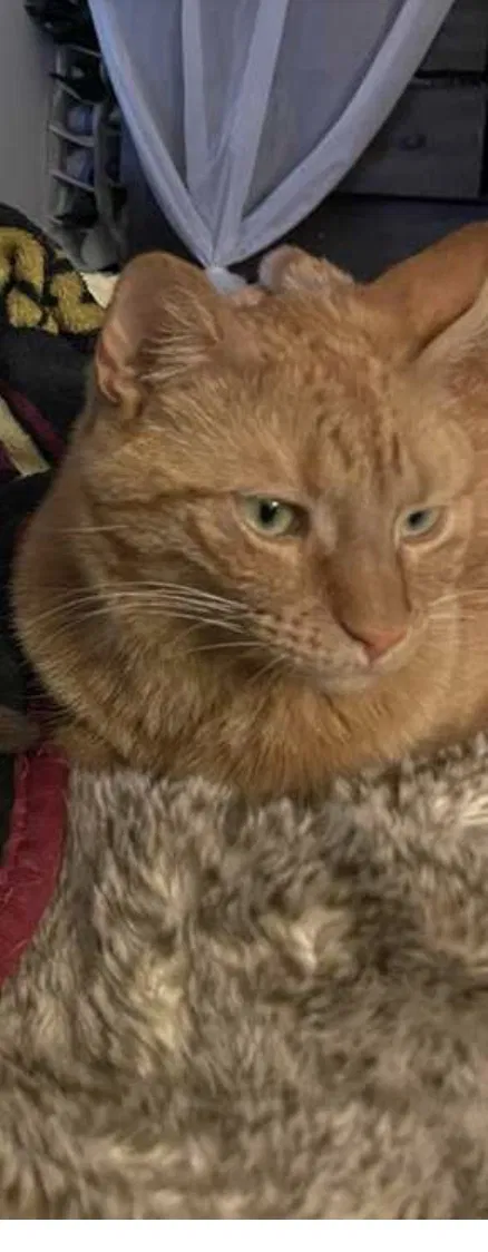 Lost cat in Cathedral City, CA, 92234