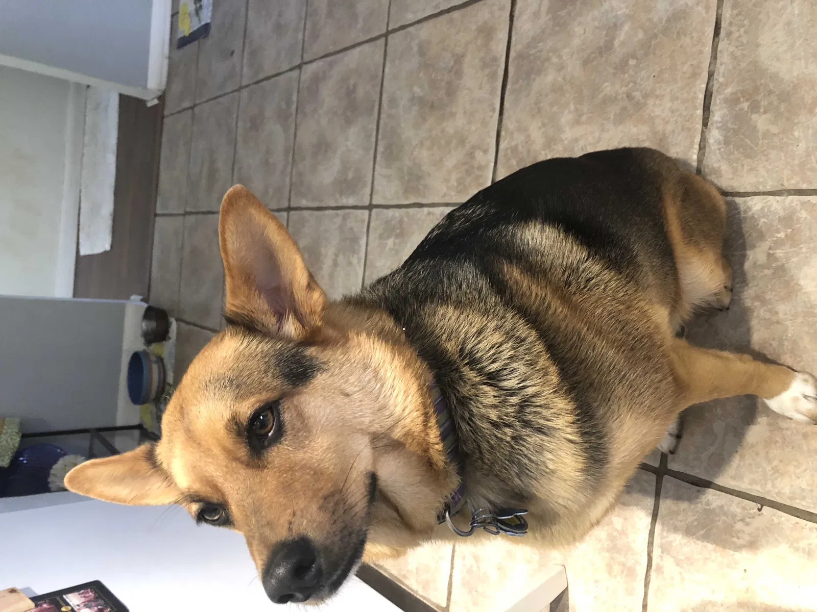 Lost dog in Fort Worth, TX, 76109