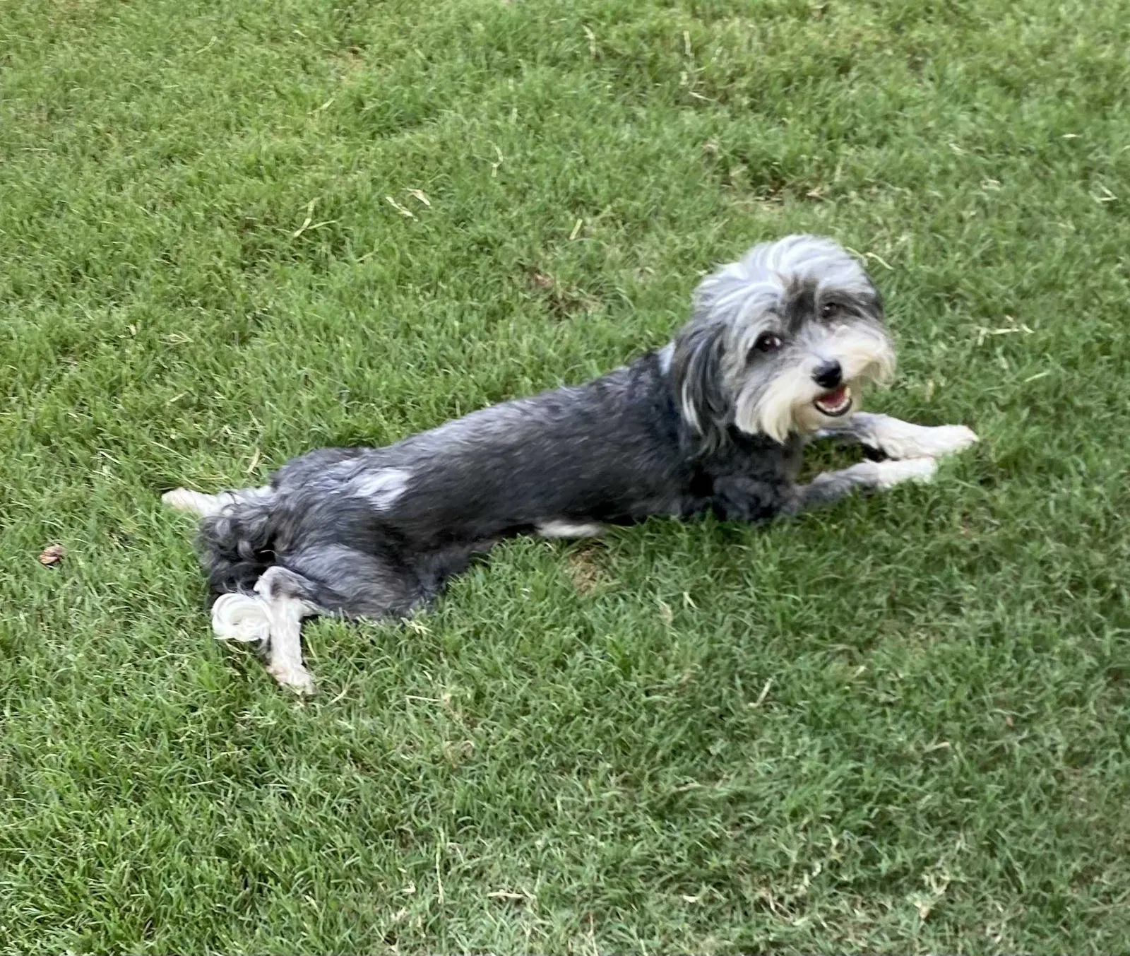 Lost dog in Buford, GA, 30519