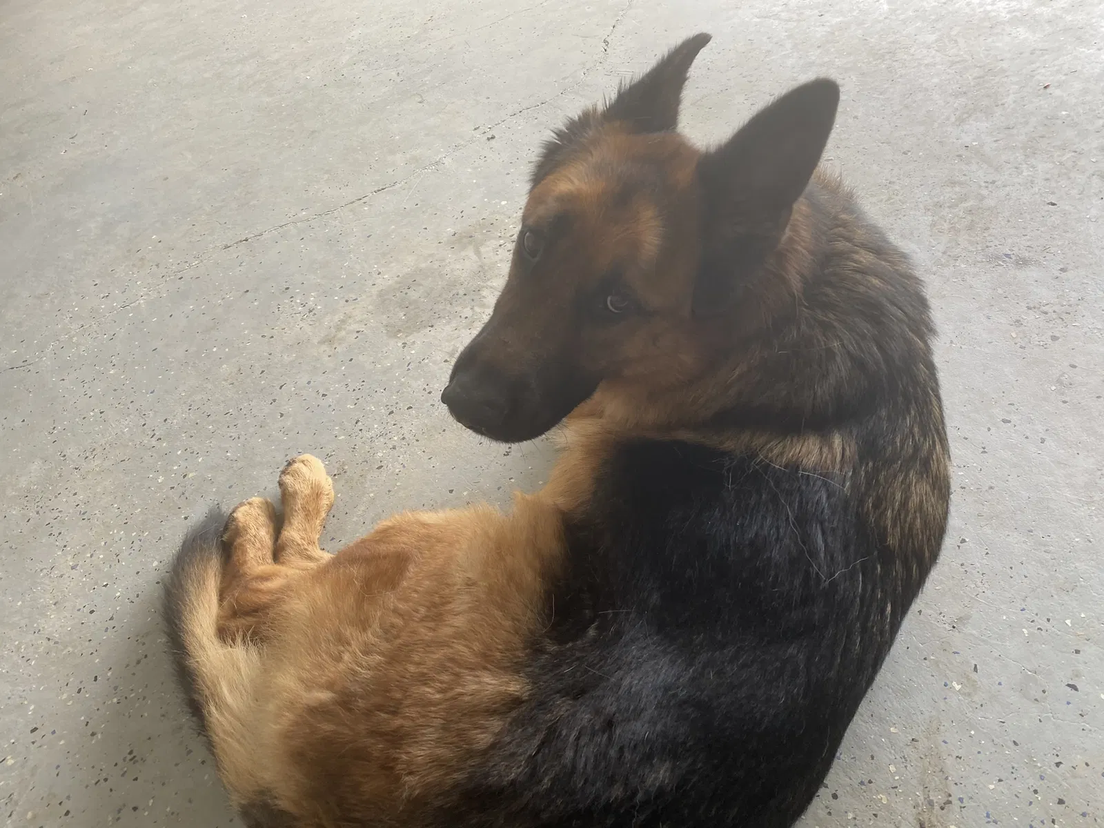 Lost dog in Fresno, CA, 93727