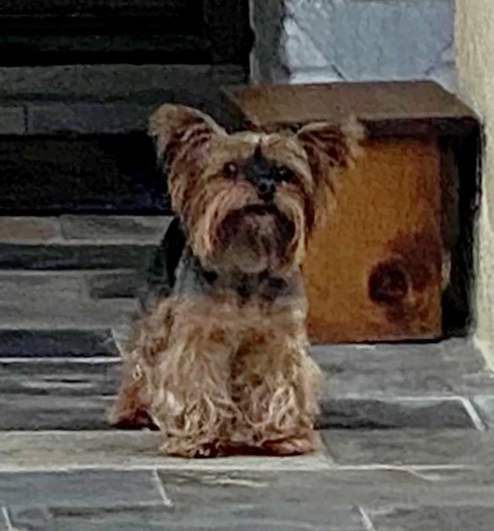 Lost dog in New Caney, TX, 77357