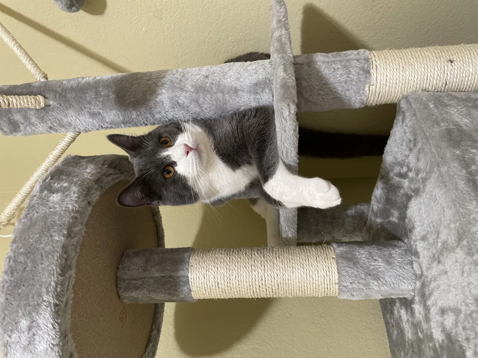 Lost cat in Palo Alto, CA, 94306