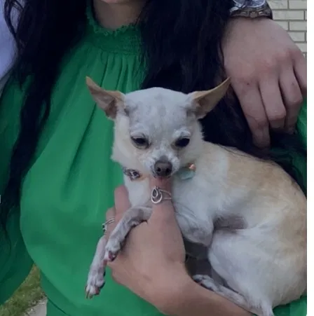 Lost dog in Lehi, UT, 84043