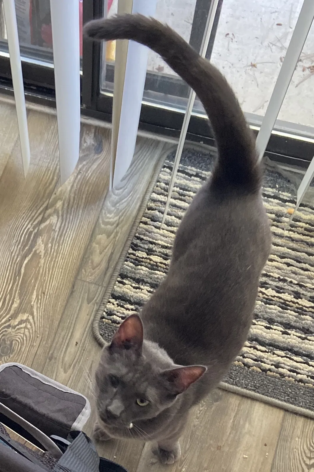 Lost cat in Chula Vista, CA, 91913