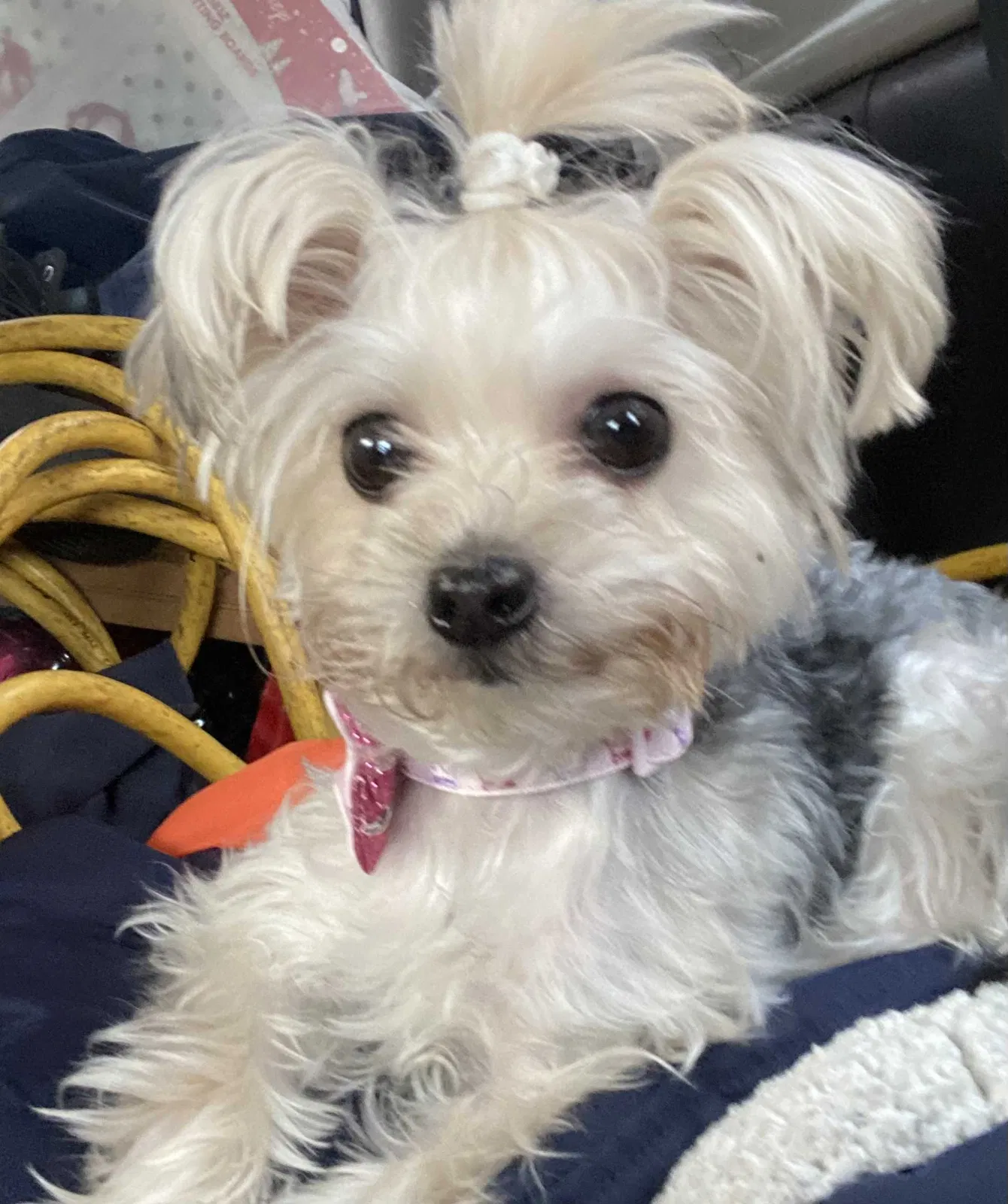 Lost dog in Chicago, IL, 60639