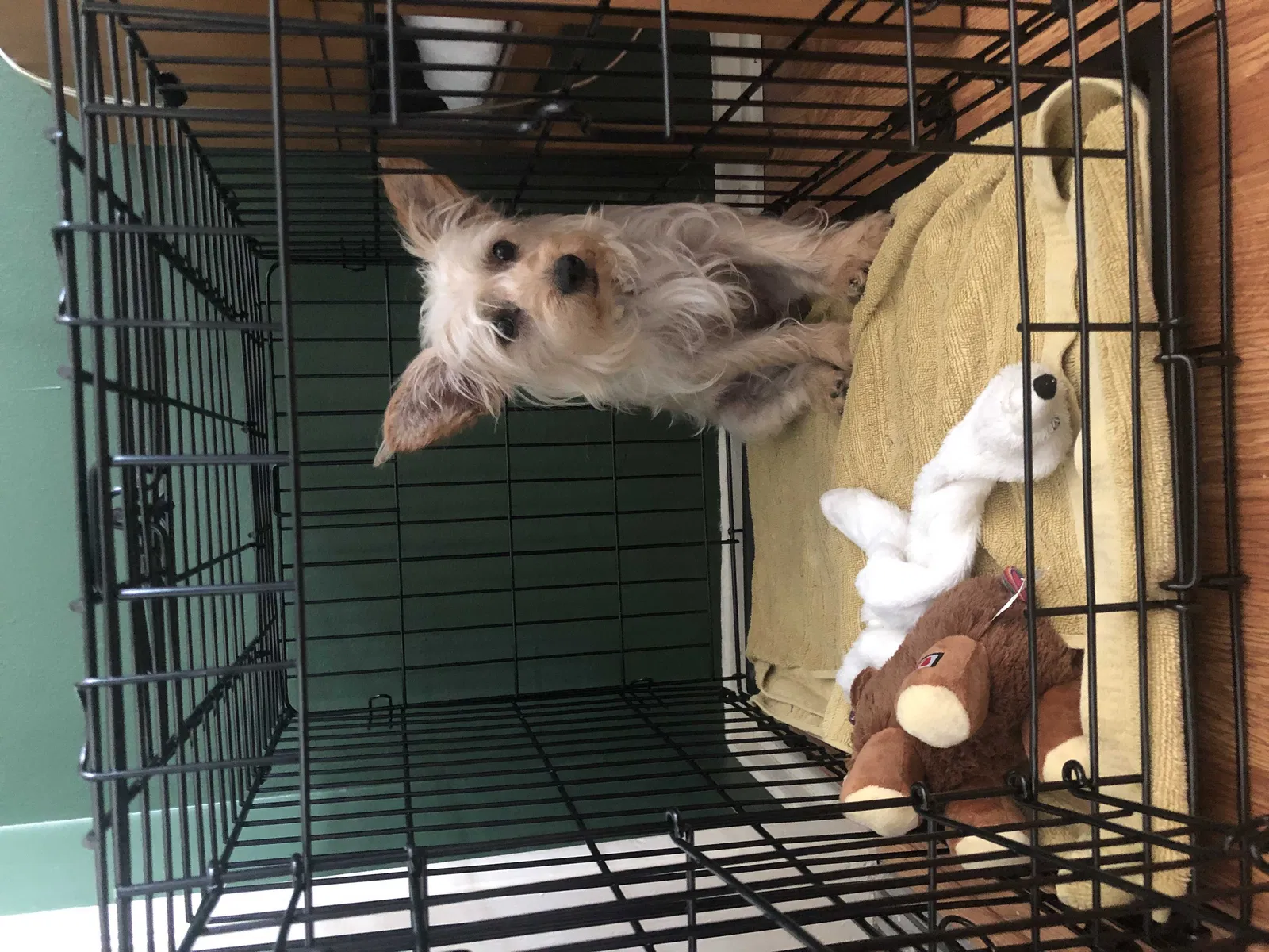 Lost dog in Los Angeles, CA, 90046