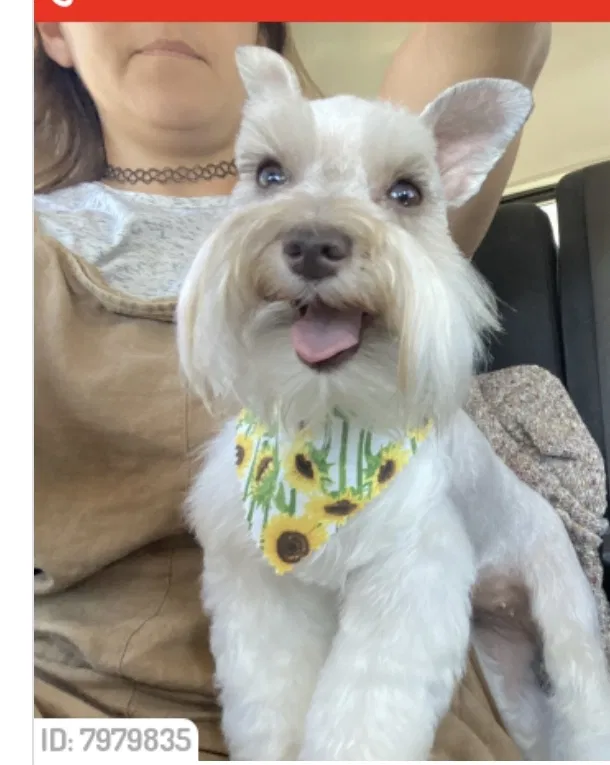 Lost dog in Carrollton, TX, 75007